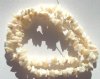 16 inch strand of Off White Mother of Pearl Chips